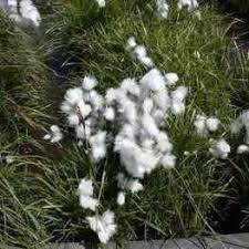 Attēlu rezultāti vaicājumam “Eriophorum angustifolium”