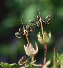 Attēlu rezultāti vaicājumam “Geranium bohemicum fruit”