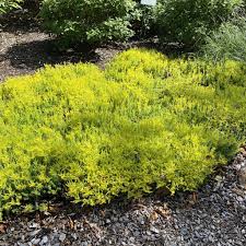 Attēlu rezultāti vaicājumam “Sedum sexangulare flower”