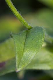 Attēlu rezultāti vaicājumam “Myosotis sparsiflora leaf”