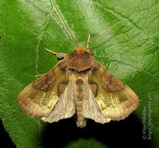 Attēlu rezultāti vaicājumam “Diachrysia tutti”