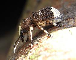 Attēlu rezultāti vaicājumam “Platystomos albinus”