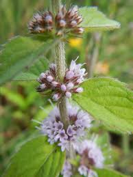 Attēlu rezultāti vaicājumam “Mentha x verticillata leaf”