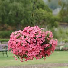 Image result for Petunia