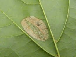 Attēlu rezultāti vaicājumam “Phyllonorycter platanoidella”