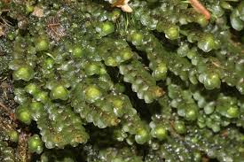 Attēlu rezultāti vaicājumam “Scapania nemorea”