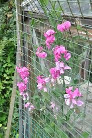 Attēlu rezultāti vaicājumam “Lathyrus latifolius”
