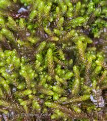 Attēlu rezultāti vaicājumam “Nardia scalaris”