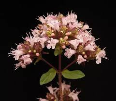 Attēlu rezultāti vaicājumam “Origanum vulgare flower”
