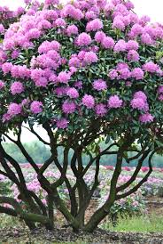 Attēlu rezultāti vaicājumam “rhododendron”