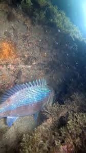 Image result for Dentex dentex