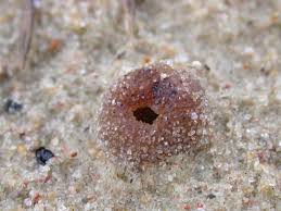 Attēlu rezultāti vaicājumam “Peziza ammophila”