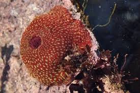 ผลการค้นหารูปภาพสำหรับ strawberry anemone