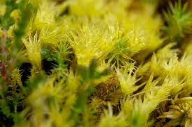 Attēlu rezultāti vaicājumam “Aulacomnium”