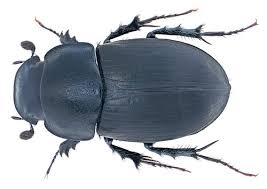 Attēlu rezultāti vaicājumam “Aegialia arenaria”