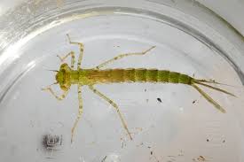 Attēlu rezultāti vaicājumam “Erythromma najas”