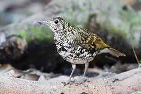 Image result for Zoothera dauma