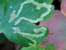 Attēlu rezultāti vaicājumam “Phytomyza minuscula”