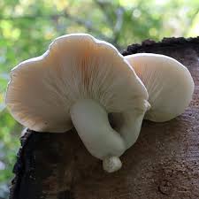 Attēlu rezultāti vaicājumam “Hypsizygus ulmarius”