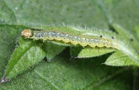 Attēlu rezultāti vaicājumam “Agonopterix heracliana”