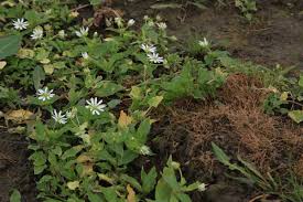 Attēlu rezultāti vaicājumam “Myosoton aquaticum”