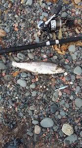 Image result for Carrick Angling Club