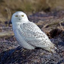 Image result for Bubo scandiacus