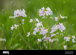 Attēlu rezultāti vaicājumam “Cardamine pratensis leaf”