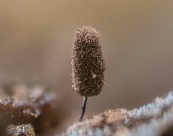 Attēlu rezultāti vaicājumam “Stemonitopsis hyperopta var. landewaldii”