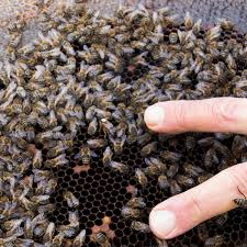 Image result for Boccia In Epsom & Ewell (Bees)