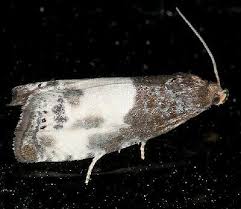 Attēlu rezultāti vaicājumam “Notocelia cynosbatella”