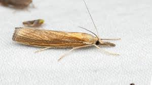 Attēlu rezultāti vaicājumam “Agriphila tristella”