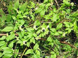Attēlu rezultāti vaicājumam “Silene baccifera fruit”