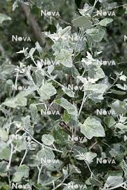 Attēlu rezultāti vaicājumam “Populus alba Nivea”