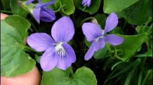 Attēlu rezultāti vaicājumam “Viola sororia flower”