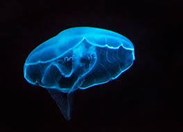 Attēlu rezultāti vaicājumam “Scyphozoa”