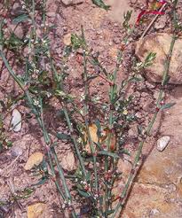Attēlu rezultāti vaicājumam “Polygonum arenastrum flower”