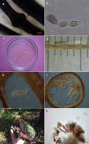Attēlu rezultāti vaicājumam “Lemanea fluviatilis”