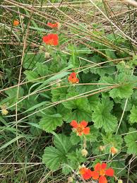 Attēlu rezultāti vaicājumam “Galium rivale leaf”