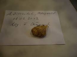 Attēlu rezultāti vaicājumam “Antrodia mellita”