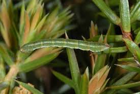 Attēlu rezultāti vaicājumam “Eupithecia pusillata”