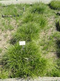 Attēlu rezultāti vaicājumam “Carex spicata”