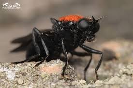 Attēlu rezultāti vaicājumam “Clitellaria ephippium”