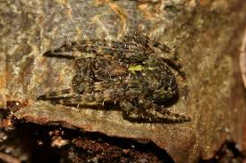 Attēlu rezultāti vaicājumam “Gibbaranea gibbosa”