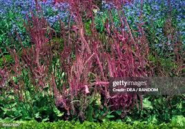 Attēlu rezultāti vaicājumam “Plumbaginaceae”