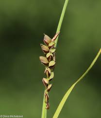 Attēlu rezultāti vaicājumam “Carex panicea fruit”