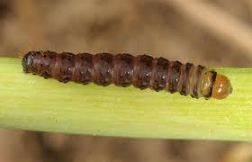 Attēlu rezultāti vaicājumam “Hydraecia micacea”