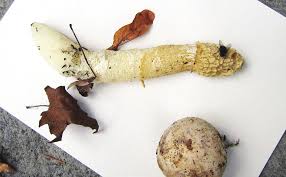 Attēlu rezultāti vaicājumam “Lignydium muscorum young”