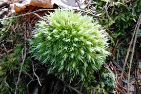 Attēlu rezultāti vaicājumam “Leucobryum juniperoideum”