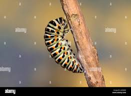 Attēlu rezultāti vaicājumam “Papilio machaon underside”